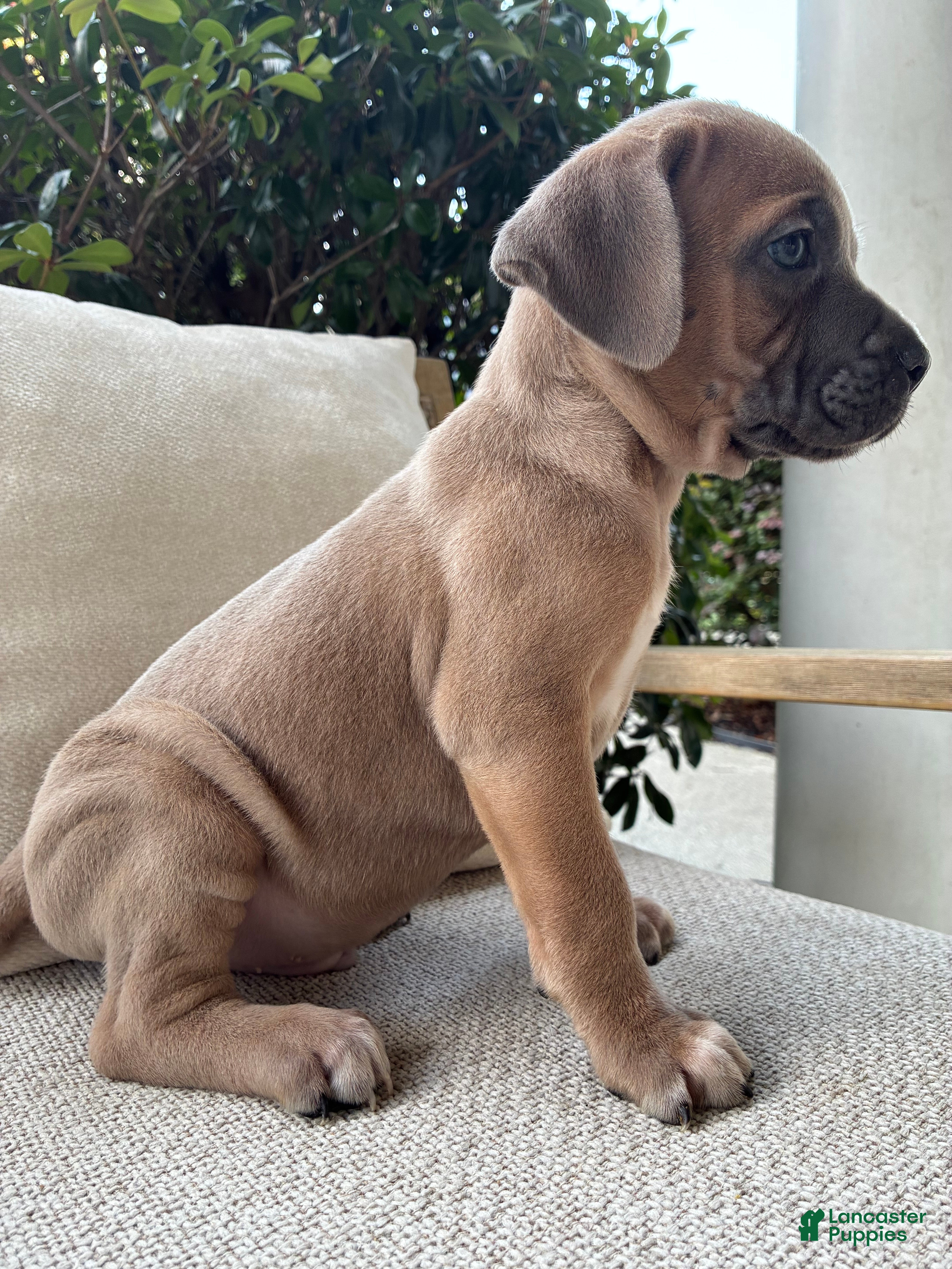 Cane Corso dogs Cane Corso Formentino  - Ad 33