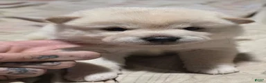 Shiba Inu Puppy 3