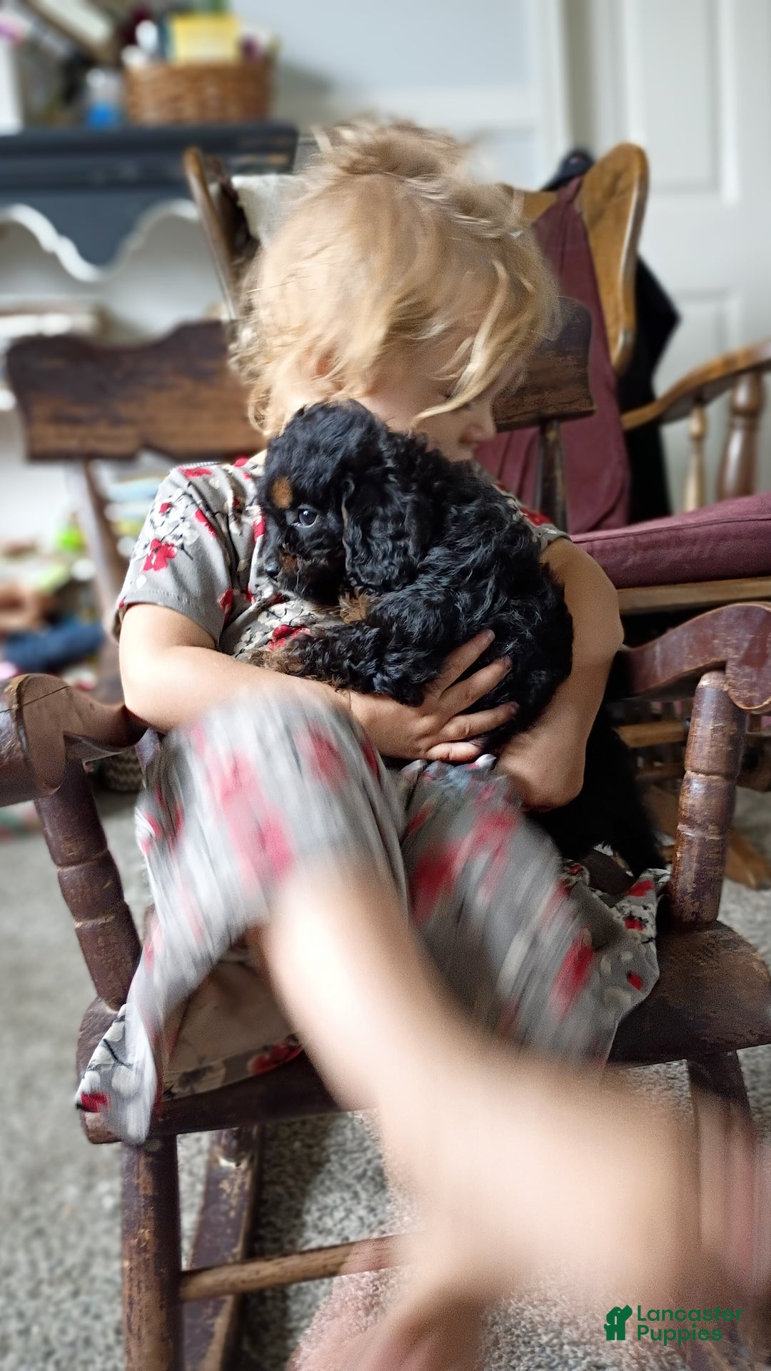 Cavapoo dogs for sale: Sasha - Ad 38