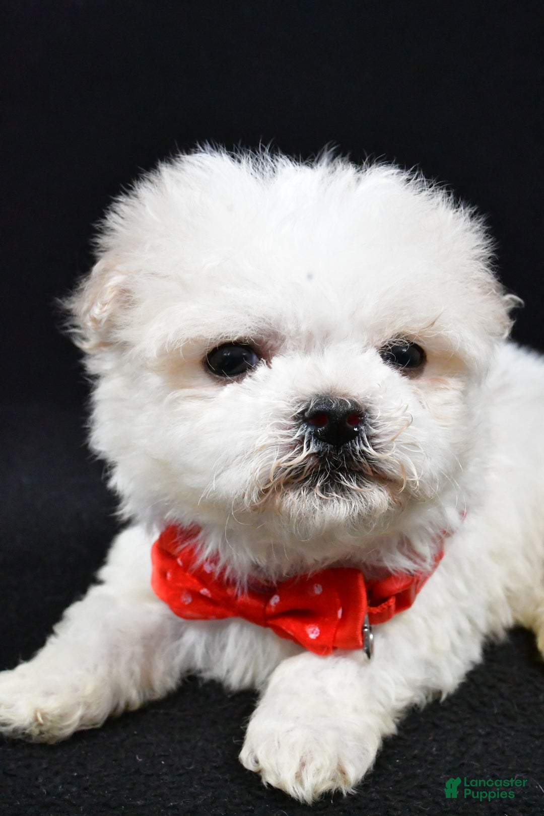 Havanese dogs for sale: Carson - Ad 4