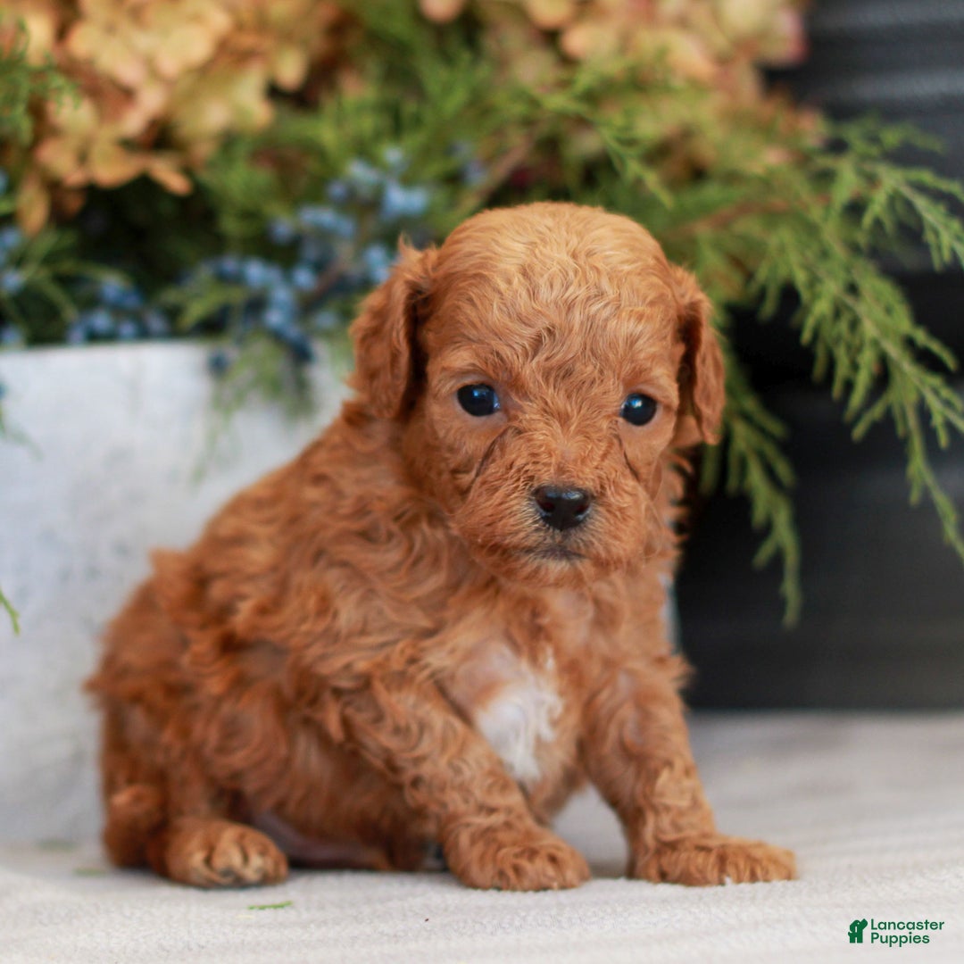 Cavapoo dogs for sale: Myles  - Ad 2