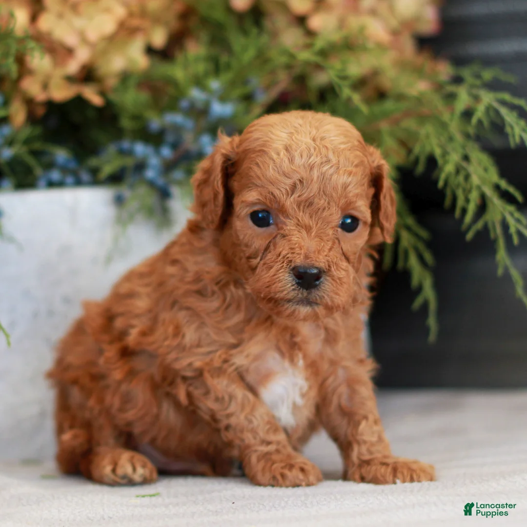 Cavapoo dogs for sale: Myles  - Ad 3