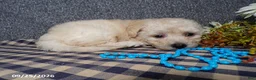 Bichpoo dogs for sale: Tyson - Ad 6