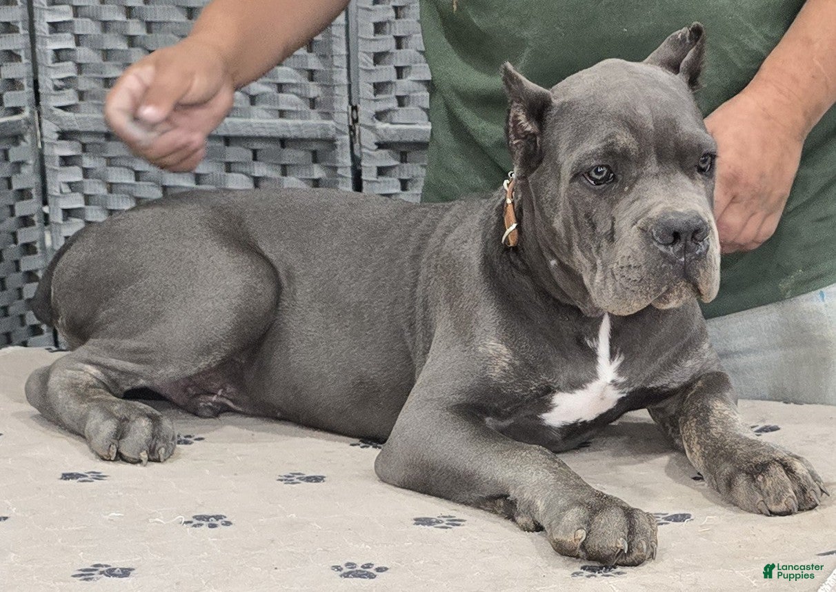 Cane Corso dogs Brown Boy - Ad 1