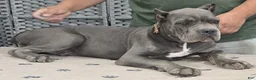 Cane Corso dogs for sale: Brown Boy - Ad 1