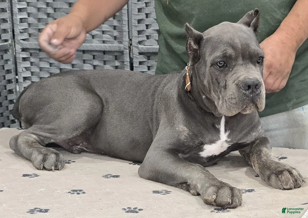 Cane Corso dogs for sale: Brown Boy - Ad 1
