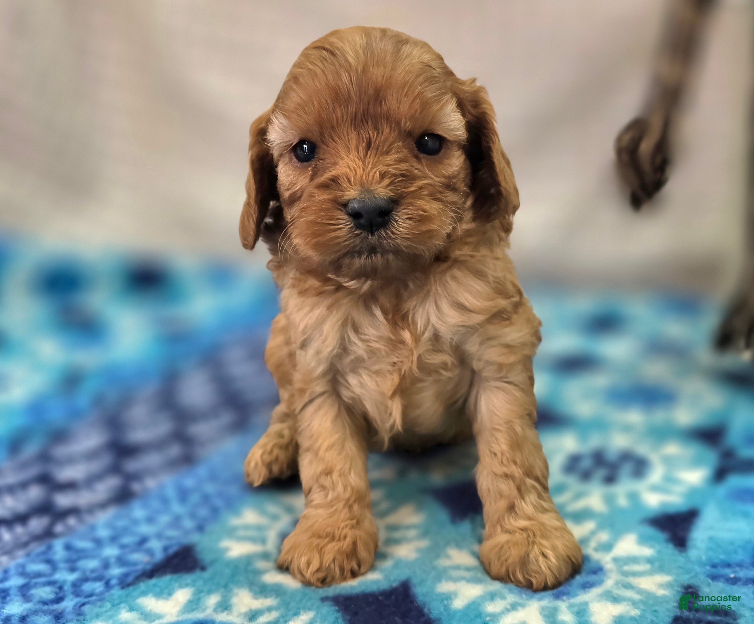 Cavapoo dogs Flint - Ad 17