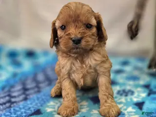 Cavapoo dogs Flint - Ad 17