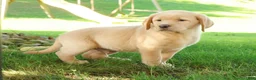 Labrador Retriever dogs for sale: Chase - Ad 3