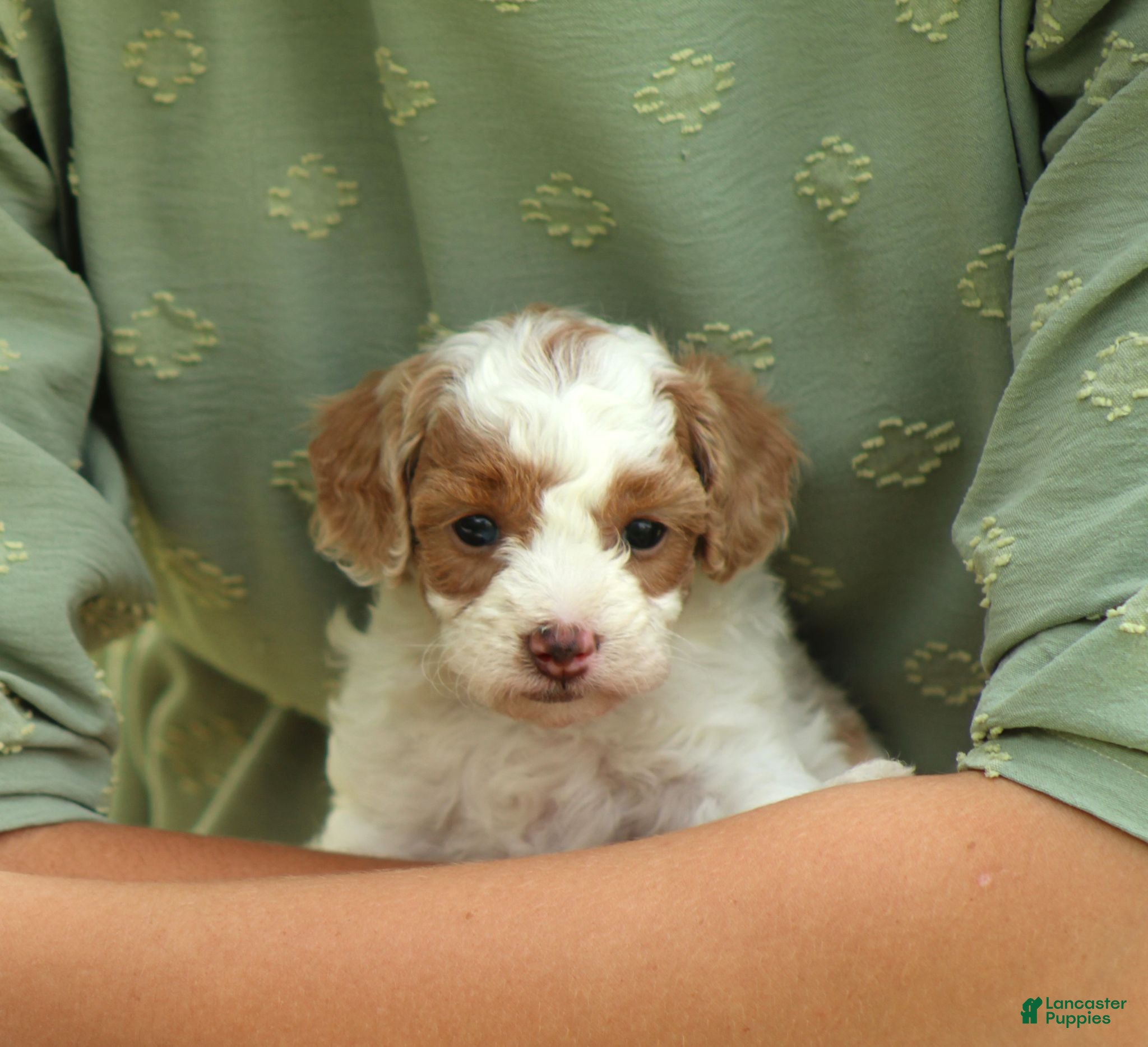 Bichpoo dogs Raleigh - Ad 1