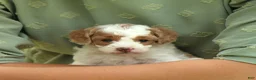 Bichpoo dogs for sale: Raleigh - Ad 1