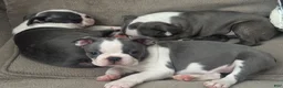 Boston Terrier dogs for sale: Max - Ad 8