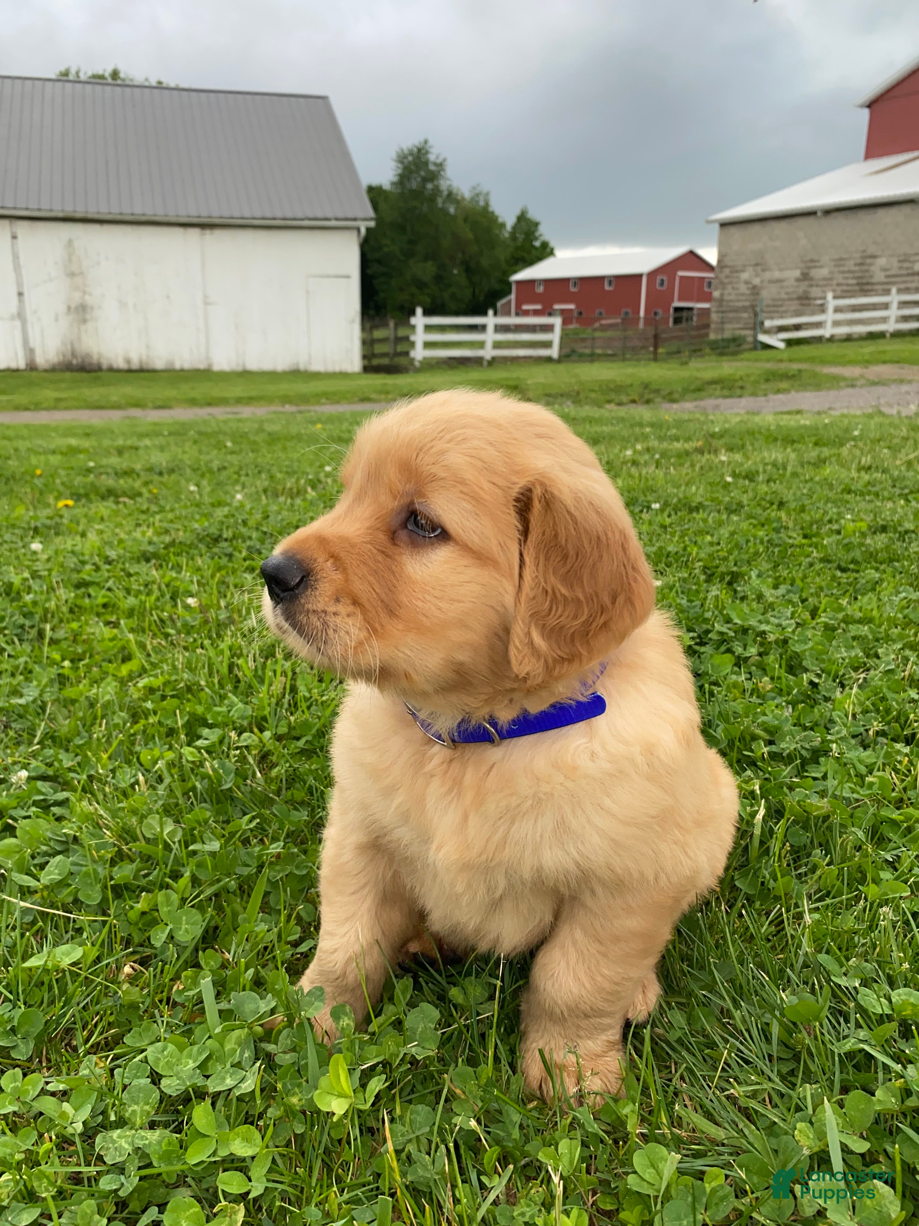 Golden Retriever dogs Golden Retriever Macho - Ad 2
