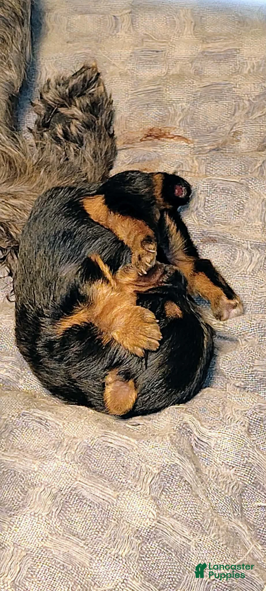 Yorkshire Terrier dogs for sale: Yorkshire Terrier Puppy 3 - Ad 1