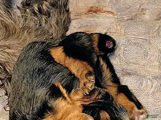 Yorkshire Terrier dogs Yorkshire Terrier Puppy 3 - Ad 35