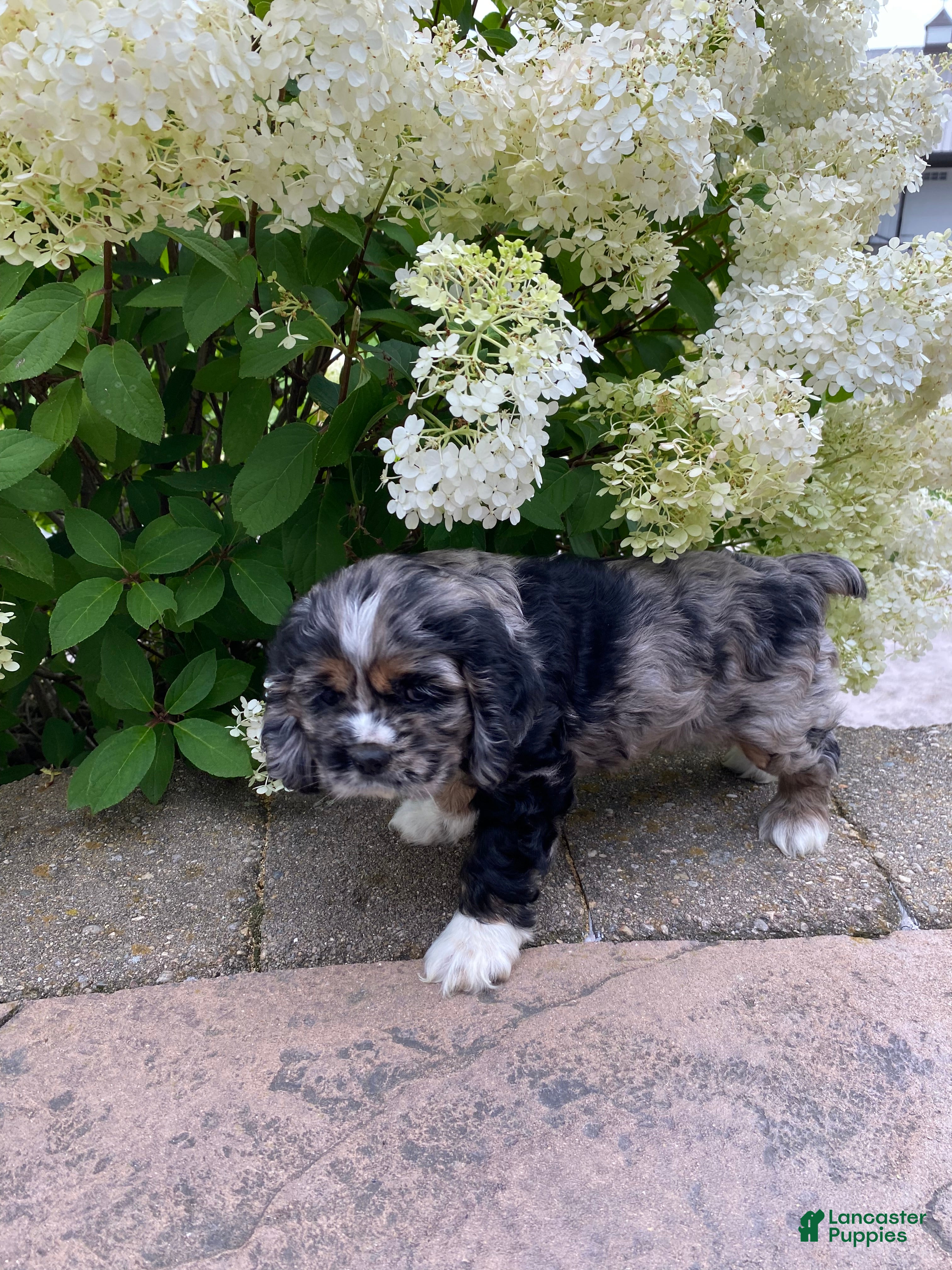 Cocker Spaniel dogs Tammy - Ad 1