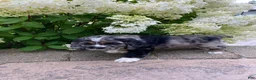 Cocker Spaniel dogs for sale: Tammy - Ad 1