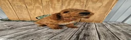 Mini Goldendoodle dogs for sale: Ace - Ad 17