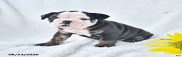 Olde English Bulldogge dogs for sale: Darla - Ad 4