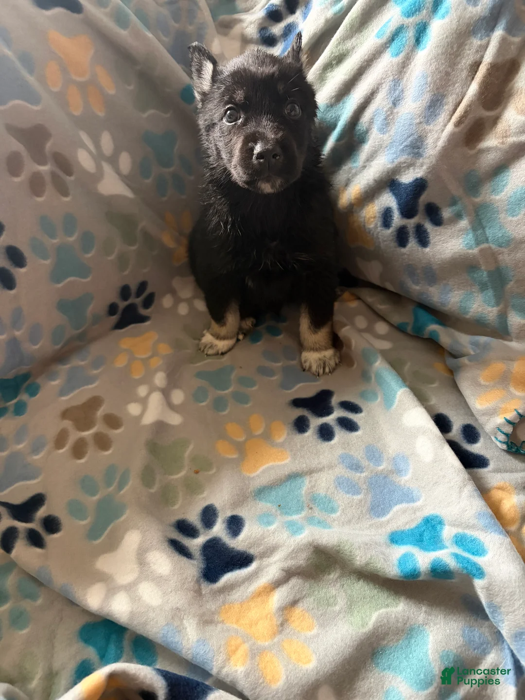 Gerberian Shepsky dogs for sale: Ducati - Ad 1