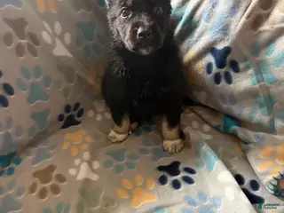 Gerberian Shepsky dogs Ducati - Ad 20