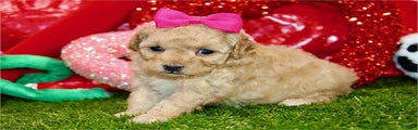 Miniature Poodle Puppy 2