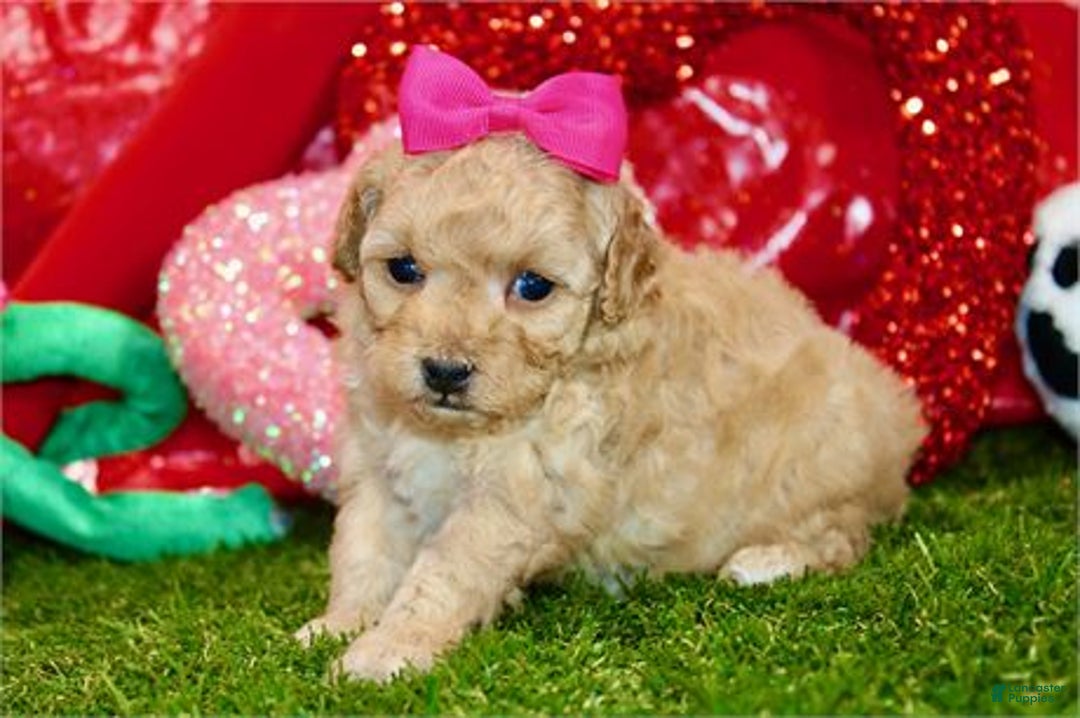 Miniature Poodle dogs for sale: Miniature Poodle Puppy 2 - Ad 1