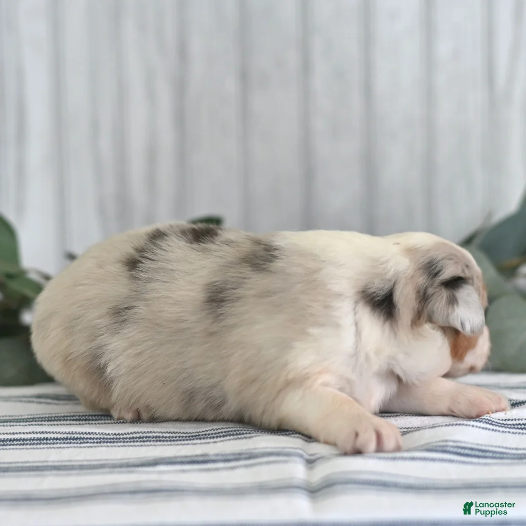 Miniature Australian Shepherd dogs for sale: Gloria  - Ad 2