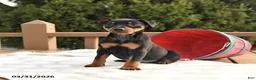 Miniature Pinscher dogs for sale: Twinkle - Ad 3