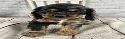 Cocker Spaniel dogs for sale: Tilly - Ad 12