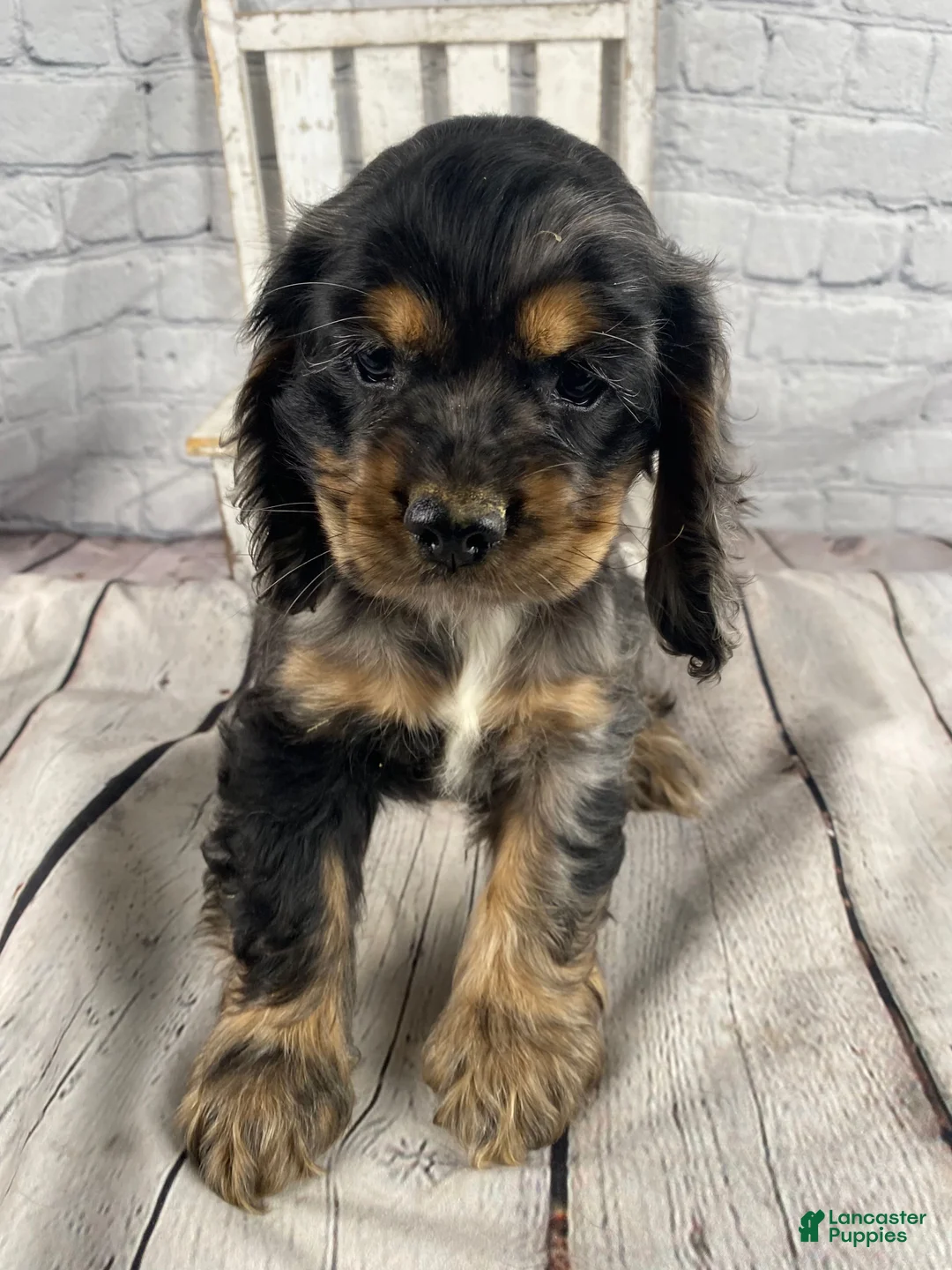 Cocker Spaniel dogs for sale: Tilly - Ad 12