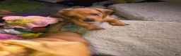 Miniature Dachshund dogs for sale: Beauty  - Ad 8