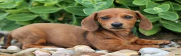 Miniature Dachshund dogs for sale: Tyson 💙 - Ad 6