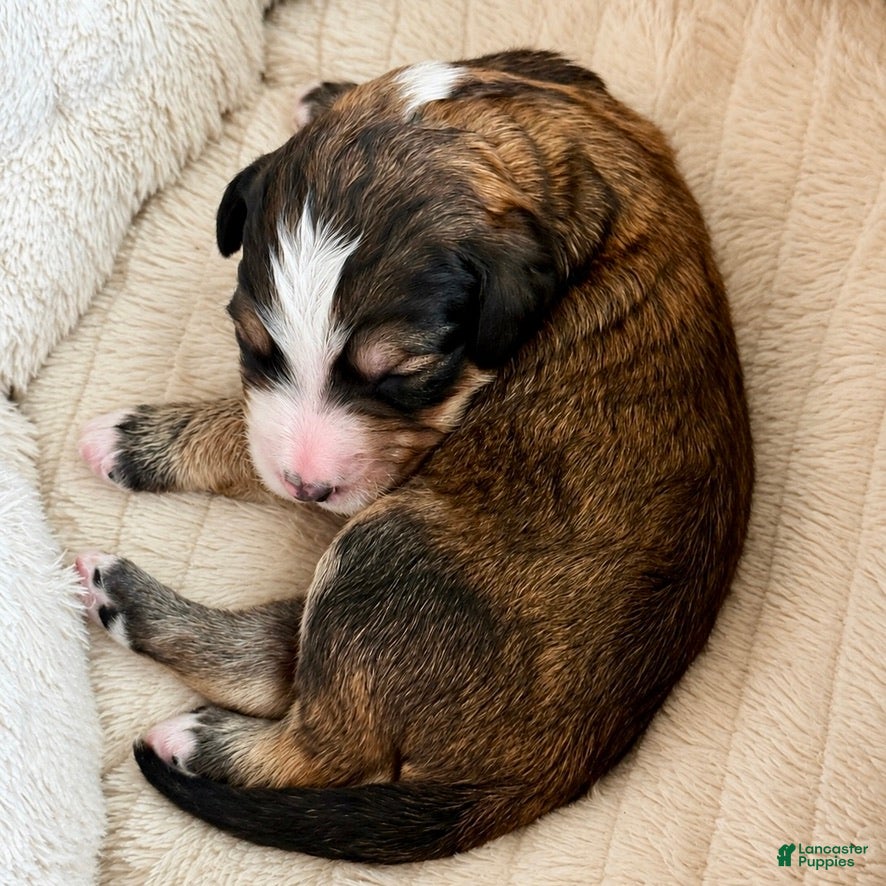 Bernedoodle dogs Wolfie - Ad 2
