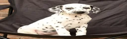 Dalmatian dogs for sale: Gina - Ad 4