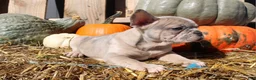 Mixed Breed dogs for sale: Beau - Ad 1