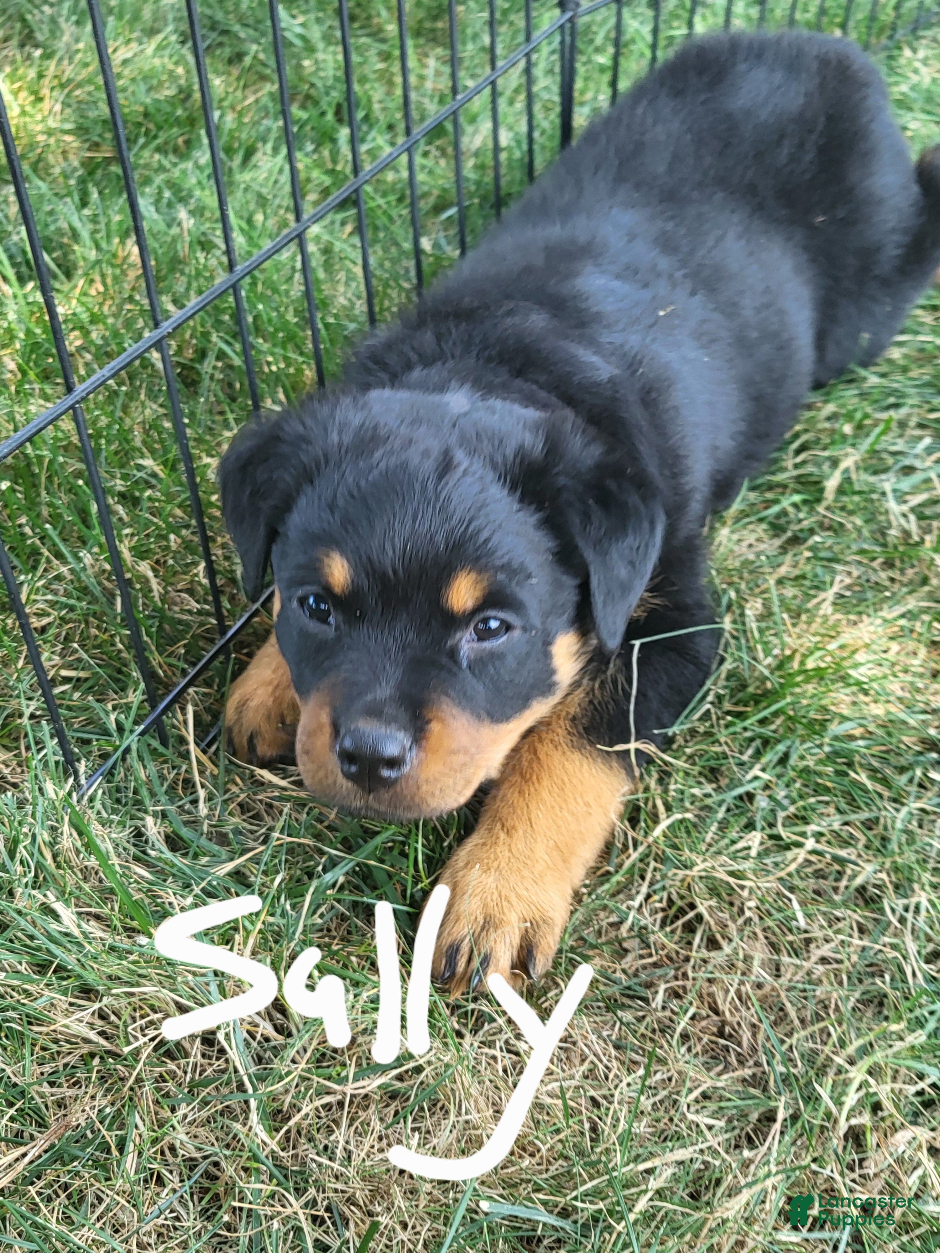 Rottweiler dogs for sale: Sally - Ad 1