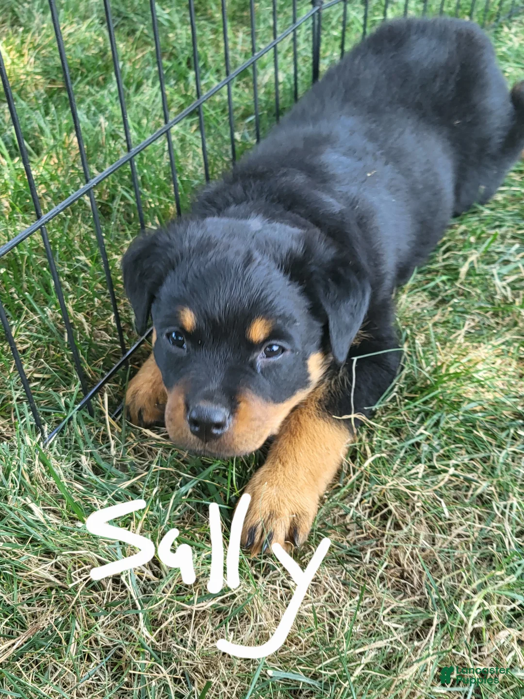 Rottweiler dogs for sale: Sally - Ad 1