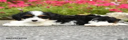 Mixed Breed dogs for sale: Lanie - Ad 3