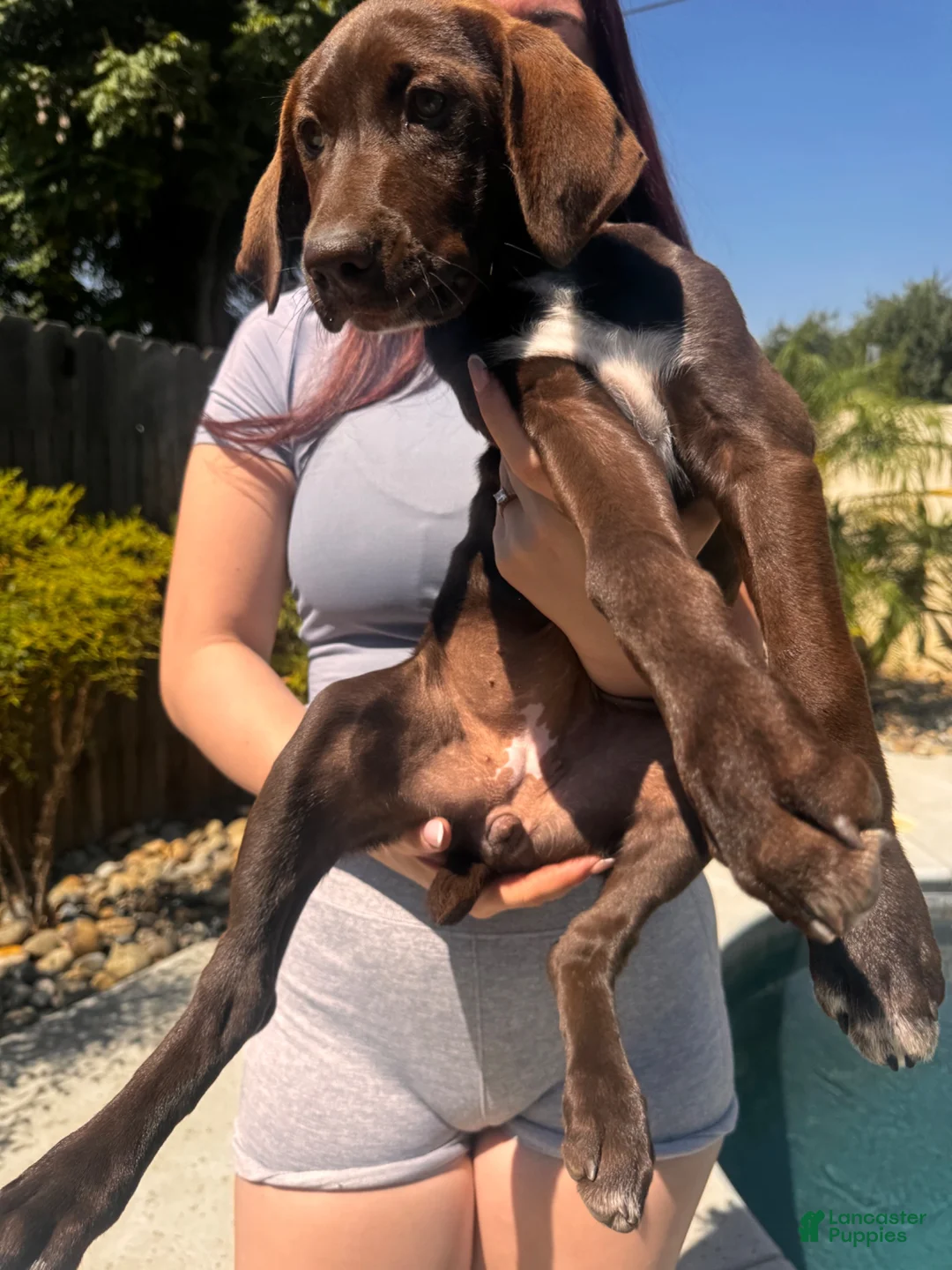 German Shorthaired Pointer dogs for sale: Coco - Ad 1