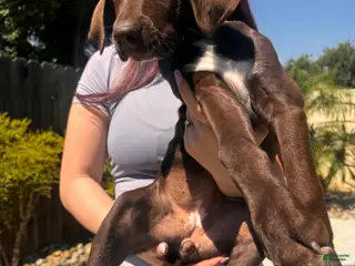 German Shorthaired Pointer dogs for sale: Coco - Ad 2