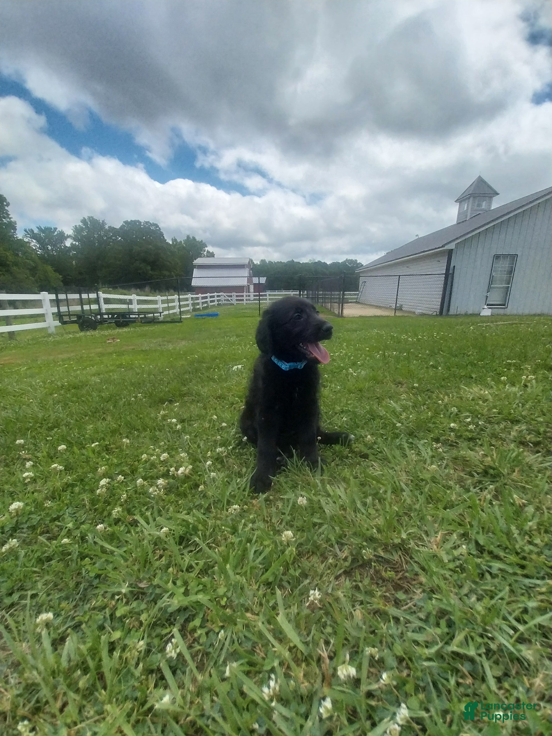 Labradoodle dogs for sale: Sue - Ad 2