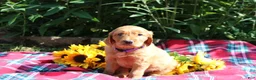 Mixed Breed dogs for sale: Mia - Irish Goldendoodle  - Ad 13