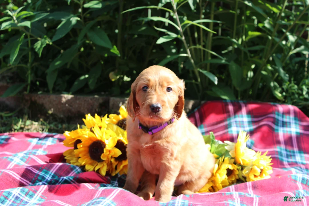 Mixed Breed dogs for sale: Mia - Irish Goldendoodle  - Ad 13