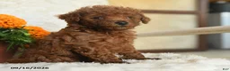 Miniature Poodle dogs for sale: Nibbles - Ad 4