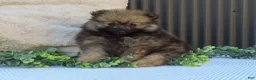 Pomeranian dogs for sale: Polly 🐾🌸 - Ad 6