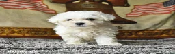 Bichon Frise dogs for sale: Atlas - Ad 4