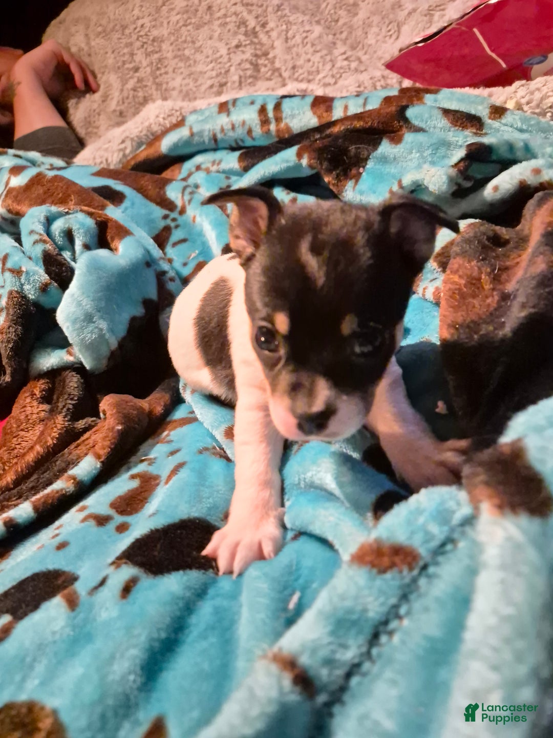 Chihuahua dogs for sale: Bulldozer - Ad 1