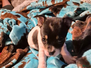 Chihuahua dogs Bulldozer - Ad 35