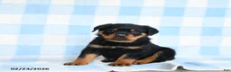 Rottweiler dogs for sale: Waylon - Ad 1